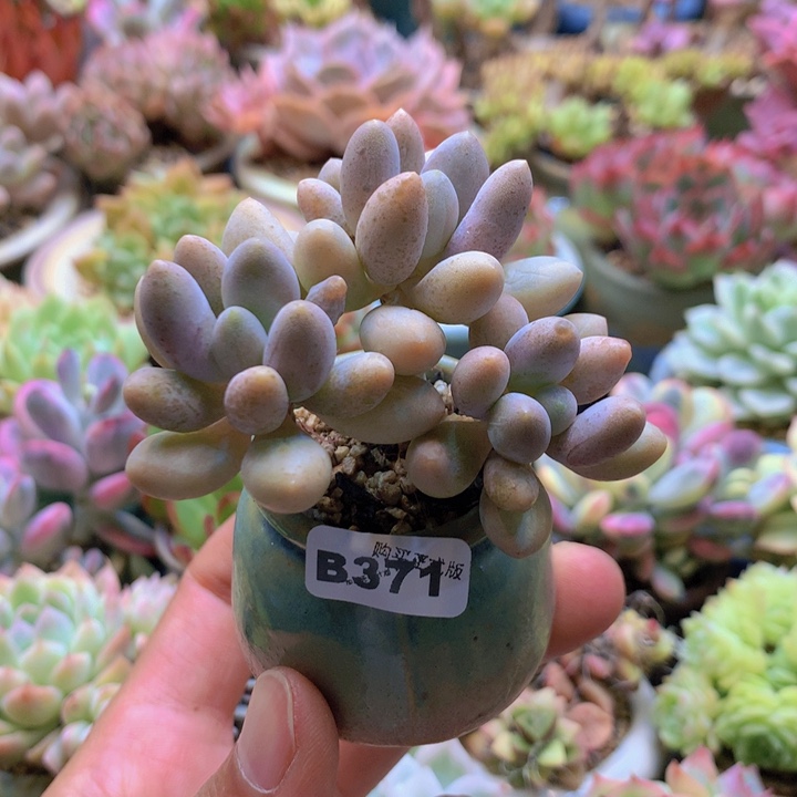 一物一拍含盆土满38包邮B371