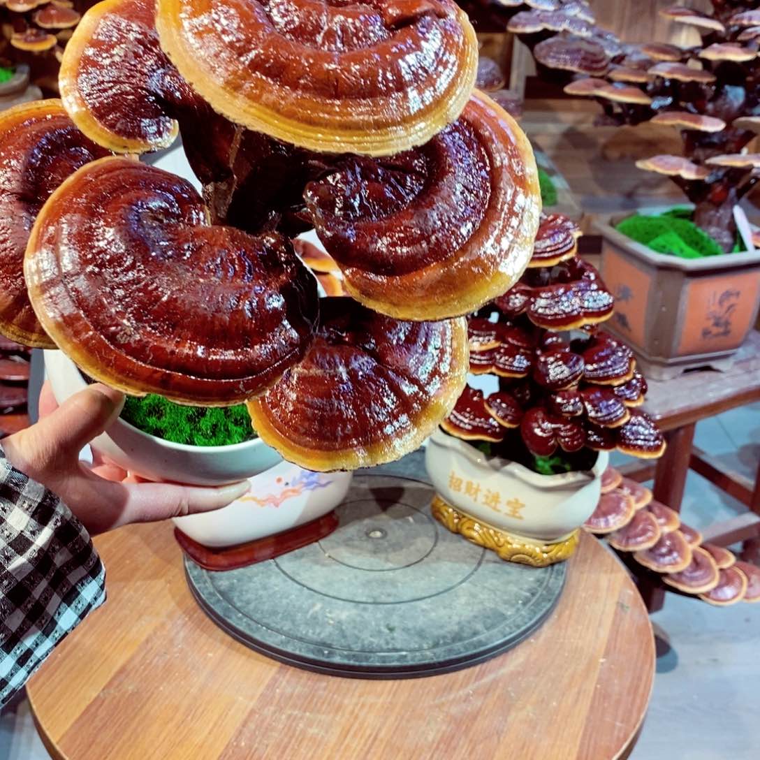 M****g发财树发财树发财树