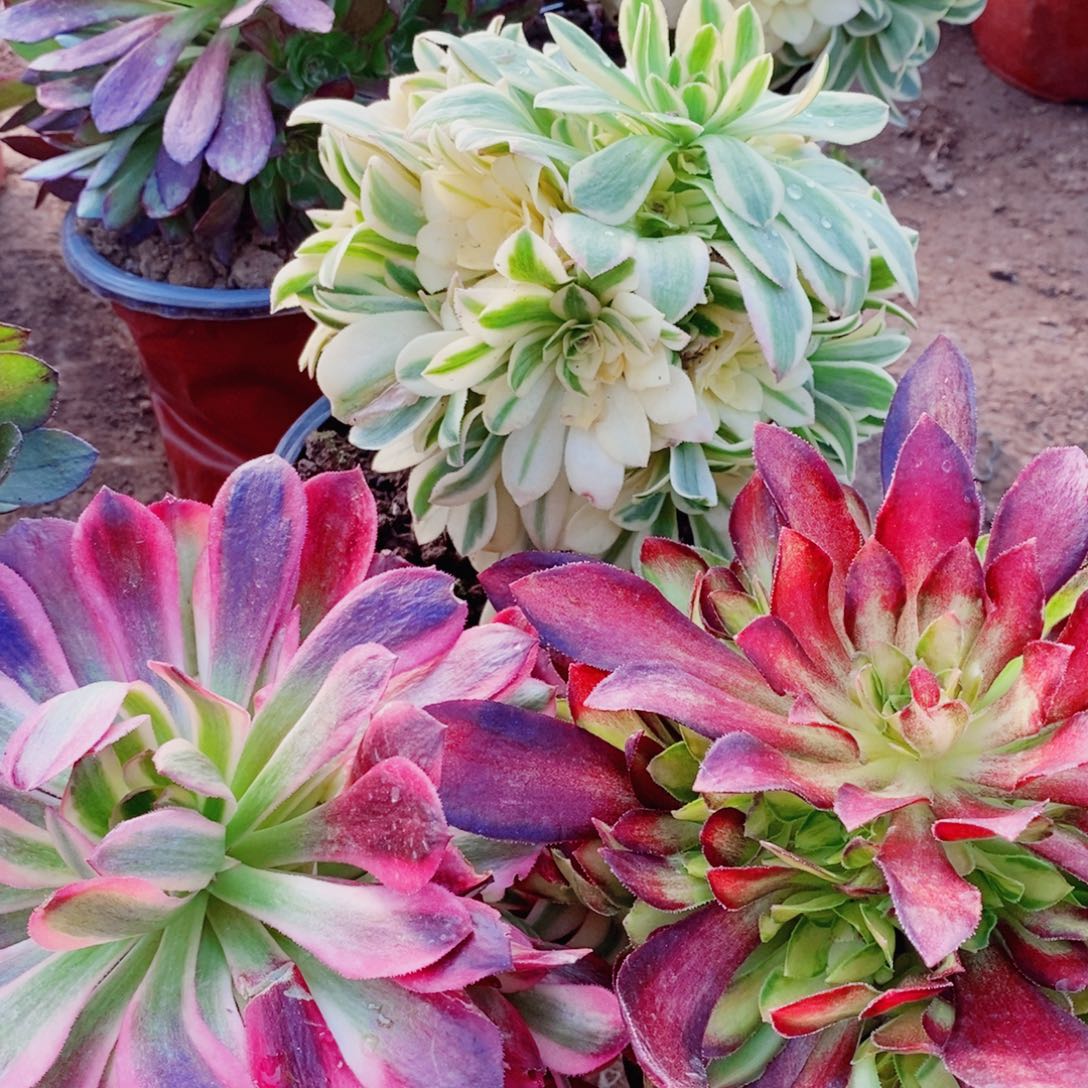 美杜莎辛尼亚韶华