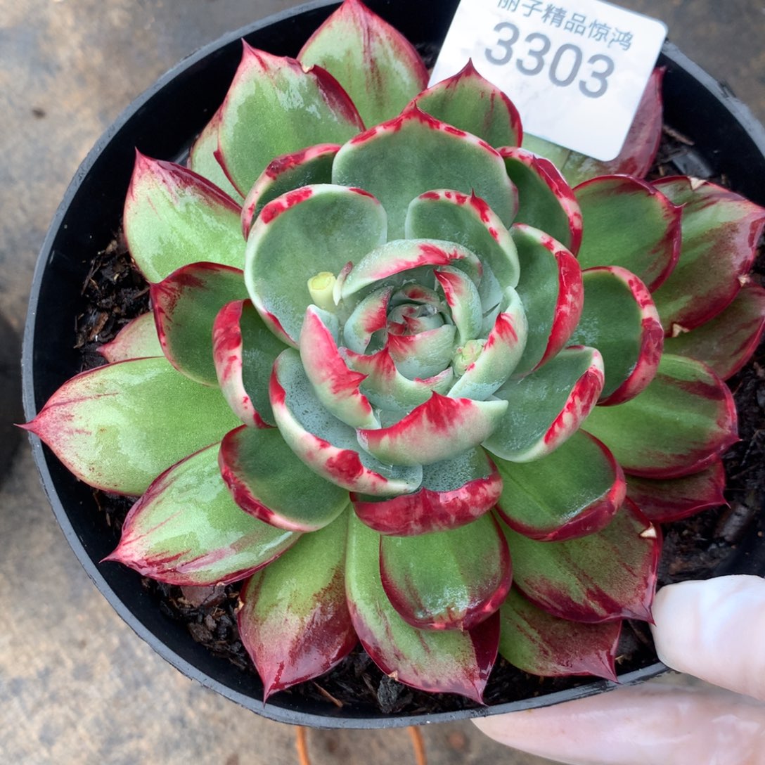 3303一物一拍13厘米外翻