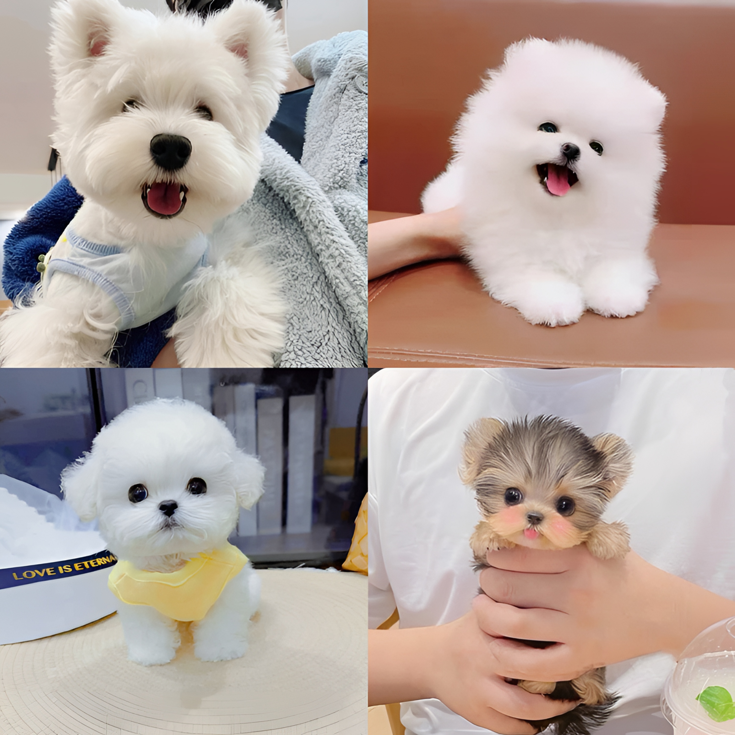 南昌宠物研习社•直播宠物狗狗幼犬活体购宠链接江西狗狗出售