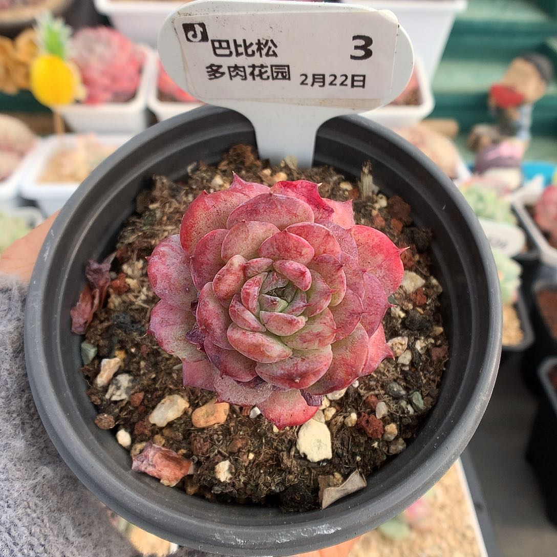 3粗腿可爱熊多肉植物