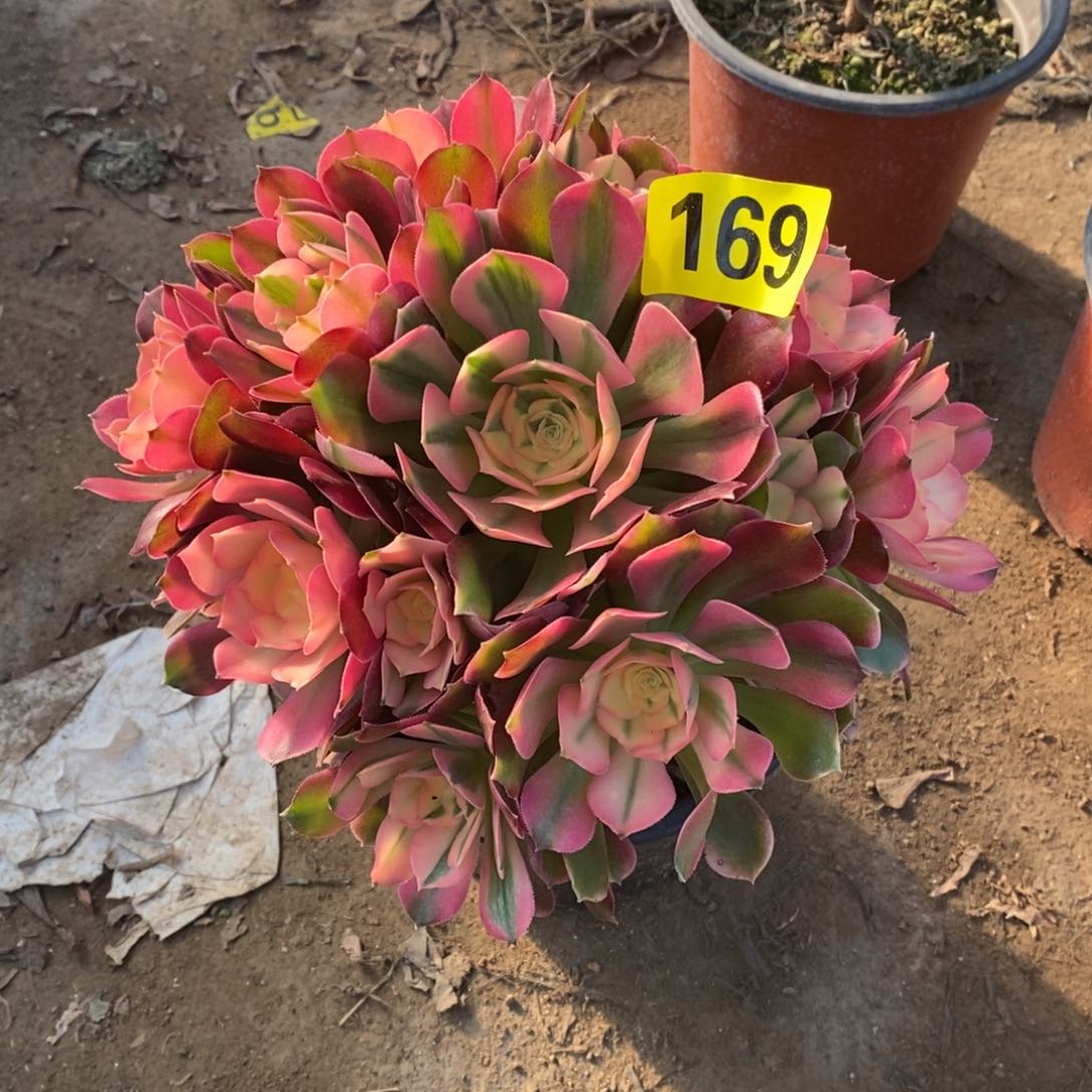 香妃多肉法师169