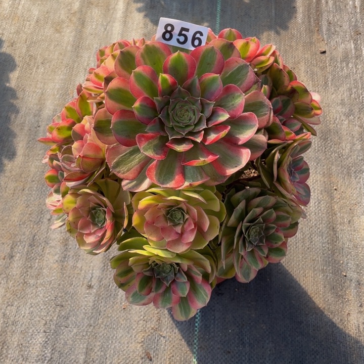 856老庄多肉法师雨荷