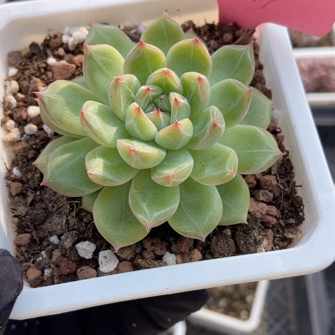 693雪花珍妮多肉植物