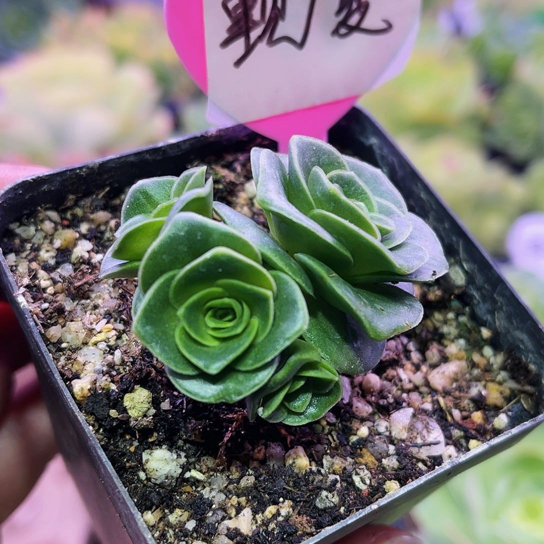 觐夏 满28元非偏远包邮 多肉