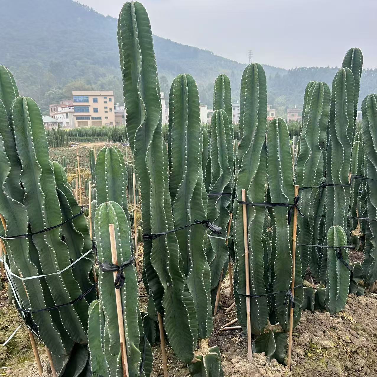 无根秘鲁苹果20厘米 仙人球夏型种绿植盆栽桌面阳台办公室摆件