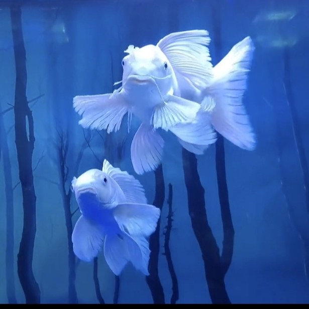 蝴蝶鲤观赏鱼，包邮，收到鱼录开箱视频，入缸后不包售后！