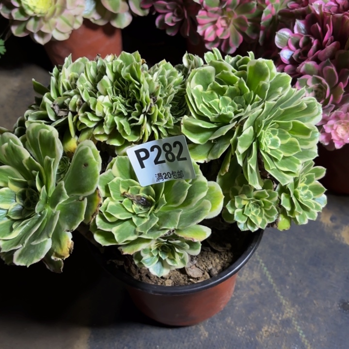 瑞妈，。。。。。。282迈缀