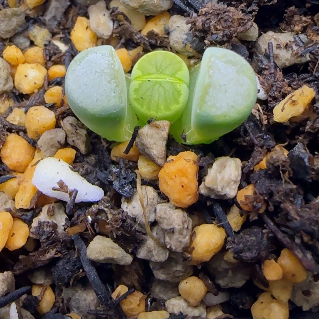 9679。绿巴黎版。绿菊。很小。。。。。