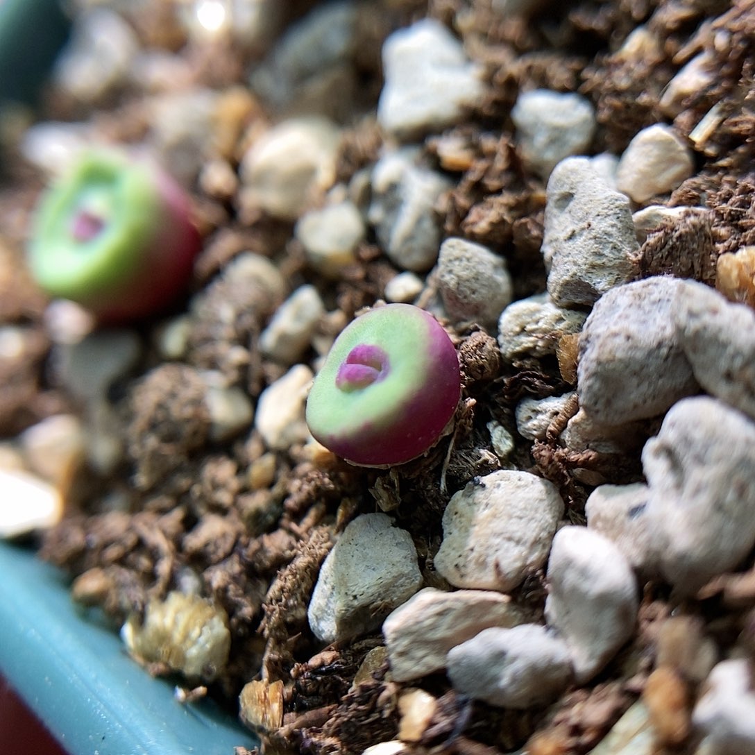 168嘴一颗1.5年二蜕苗子包邮