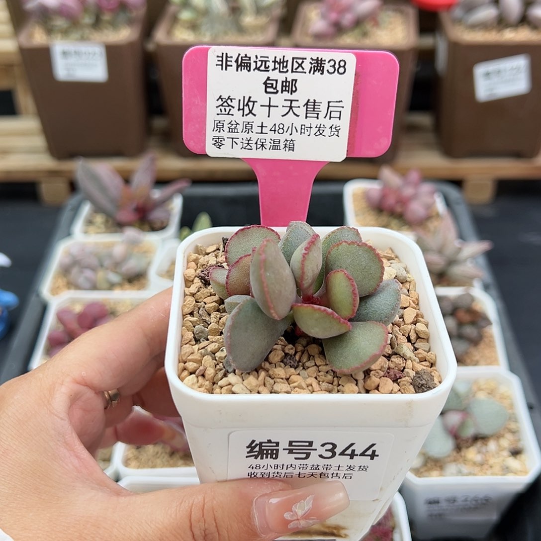 344梦露蛋多肉植物