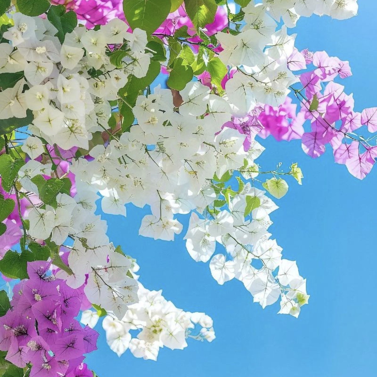 新品三角梅一物一拍