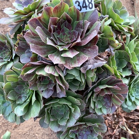 ****凯348花月夜法师多肉植物