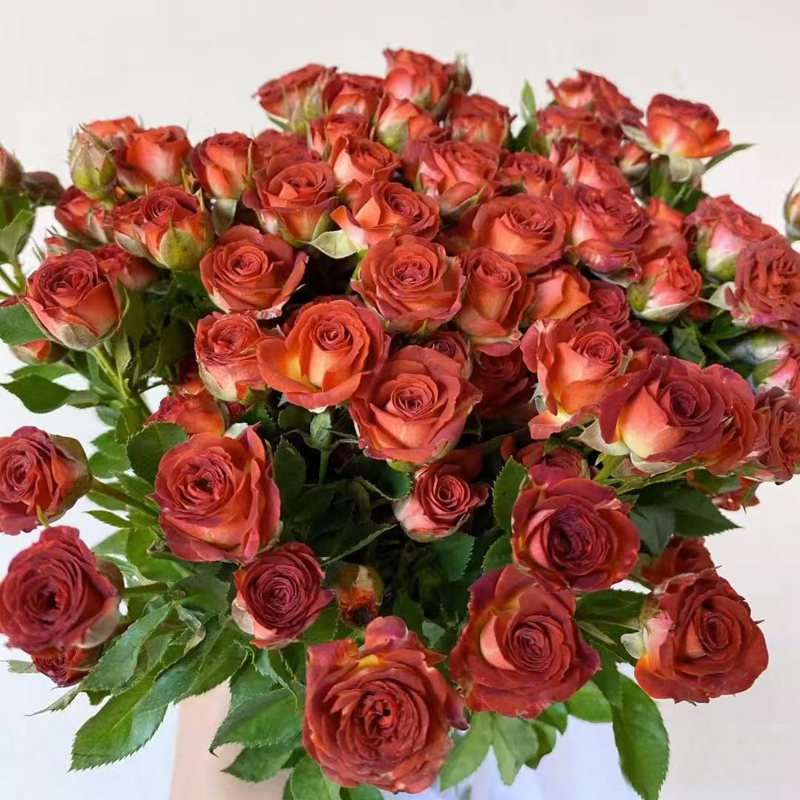 【巧克力泡泡】多头玫瑰新鲜花束花束基地直发家用客厅装饰
