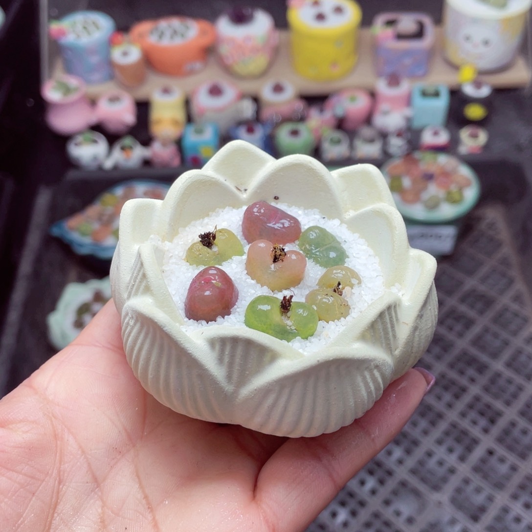 w9069 -零下地区拍保温箱-15支持寄养