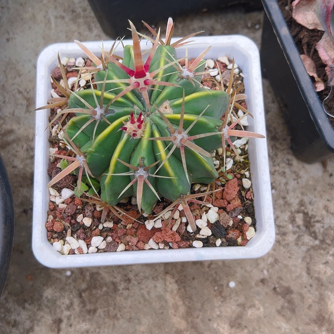 ღ***࿐仙人球345689976433