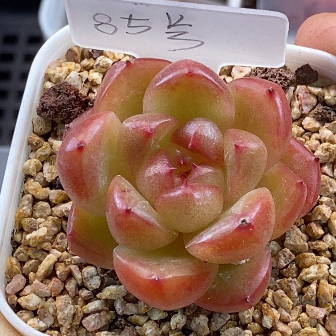 天官赐福百无禁忌