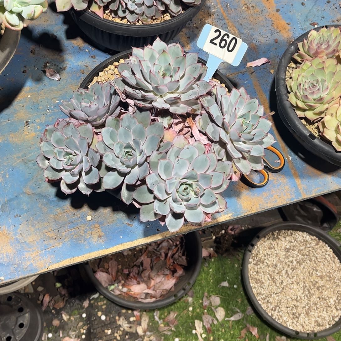 韩***学赫拉多肉植物保护260