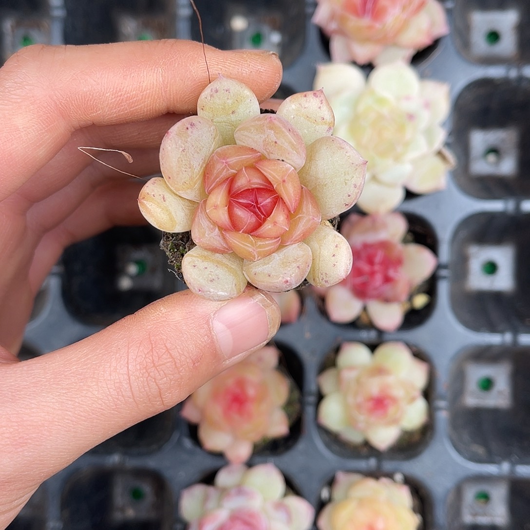 多肉一物一拍30-141