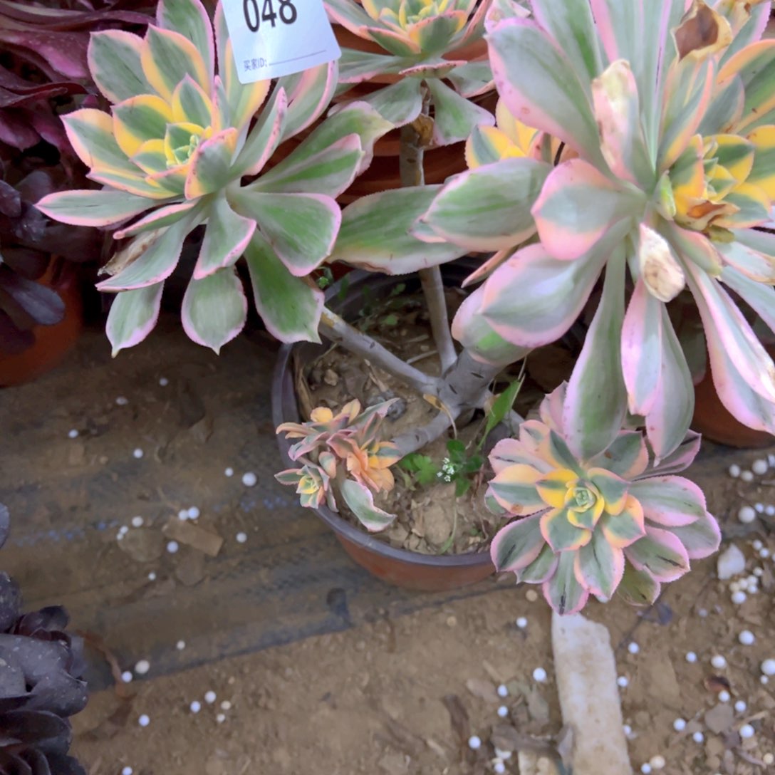 048灿烂多肉植物法师多肉