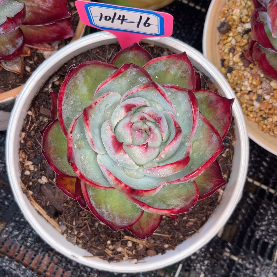 云舍多肉精选编号0114-16