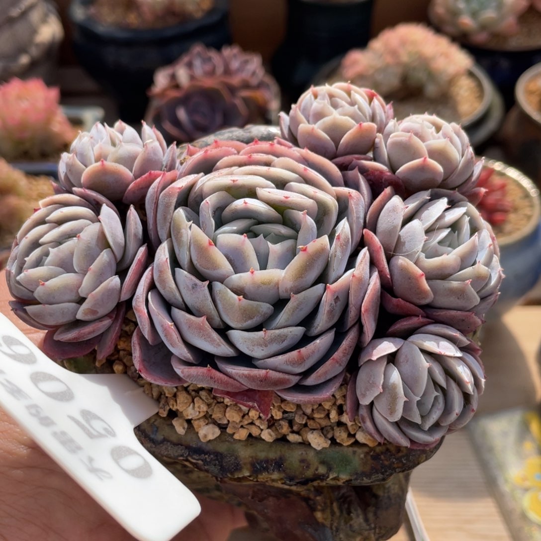 0506西娜不带盆11厘米