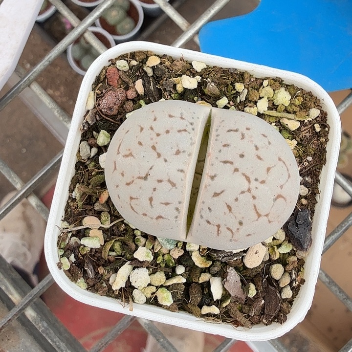 大白单头肉锥3仙人球