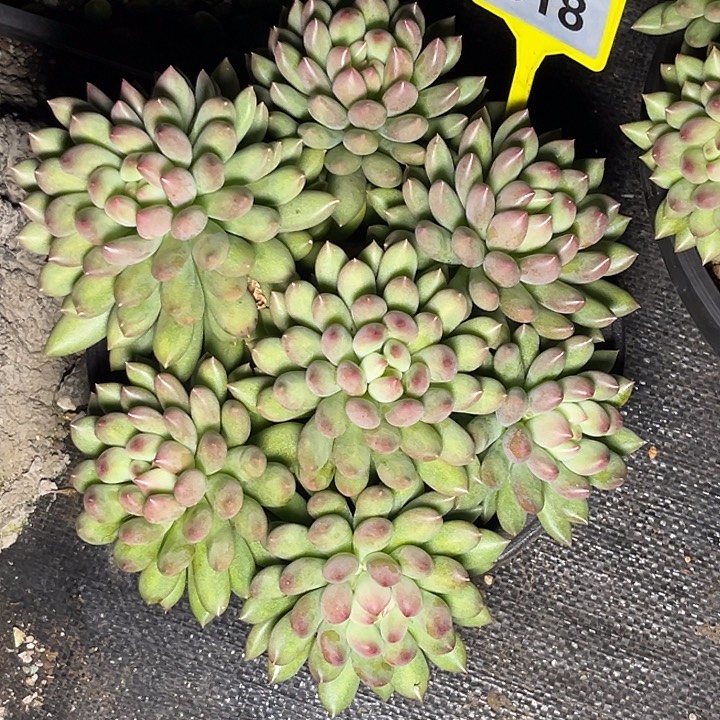 橙****多肉植物岩字群518