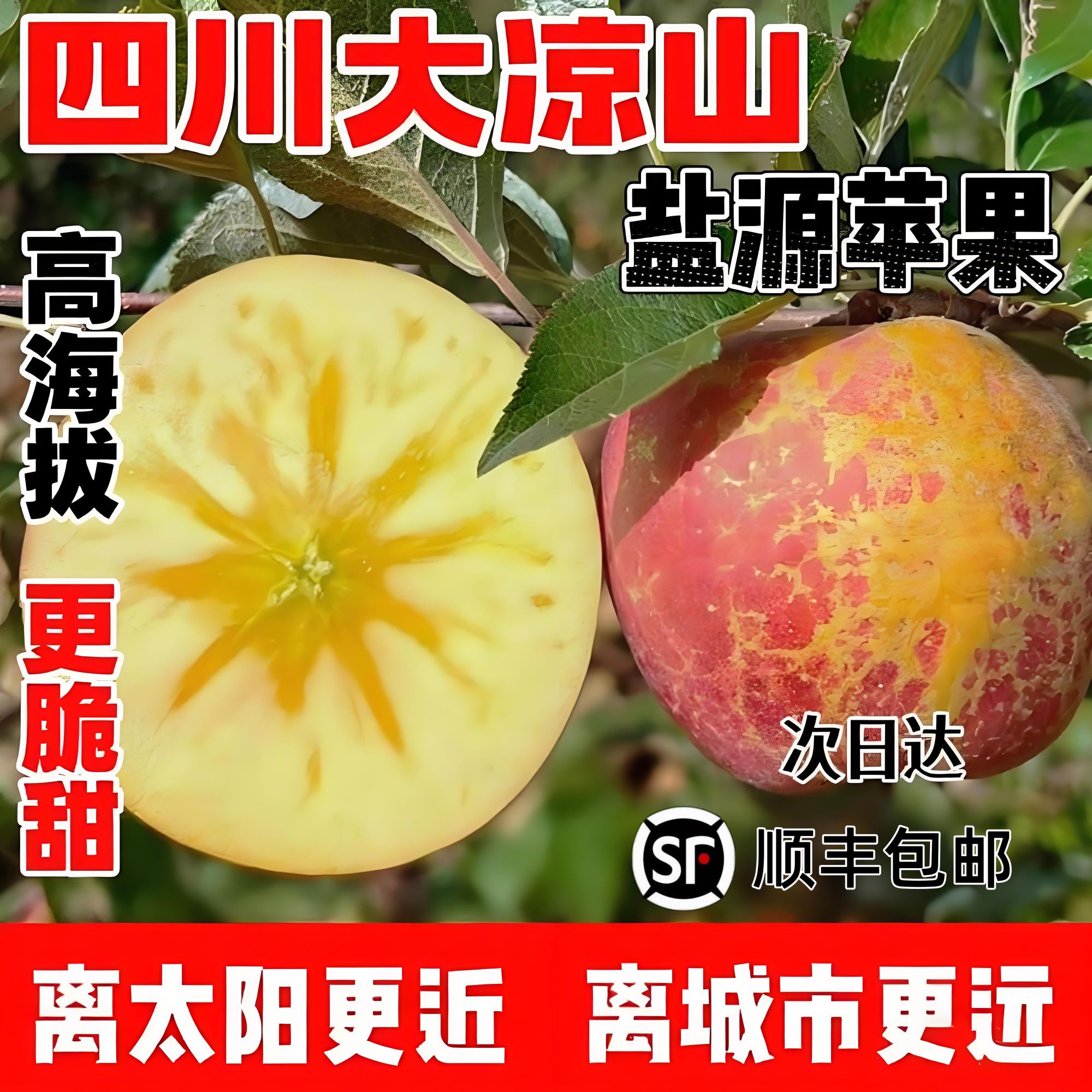 【正宗】四川大凉山盐源 高山丑苹果 应季水果 枝头鲜果 现摘现发 全国多仓发货 顺丰包邮 次日达四川省