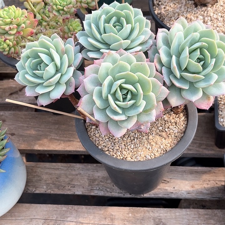 多肉植物，恋曲一颗