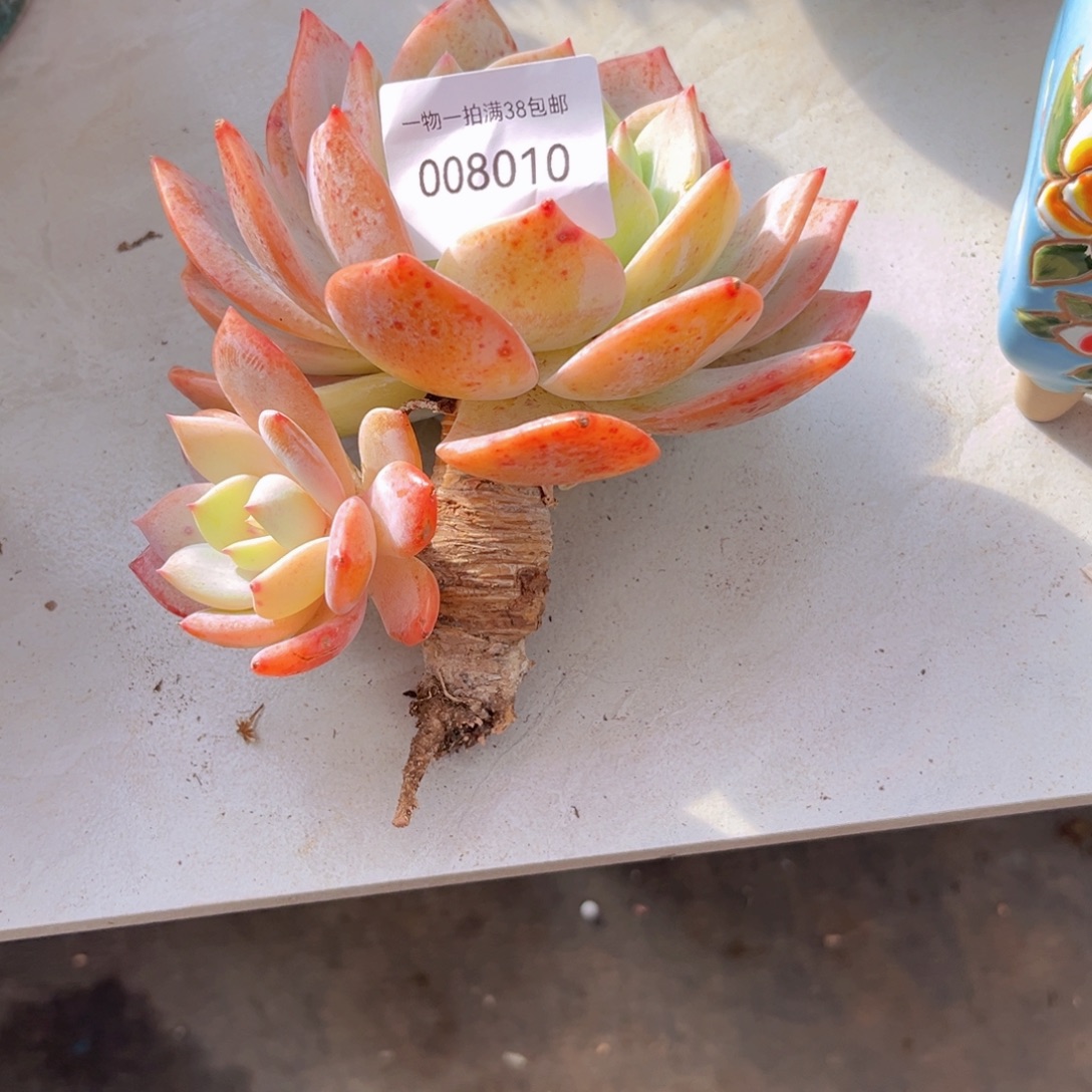 多肉一物一拍8010