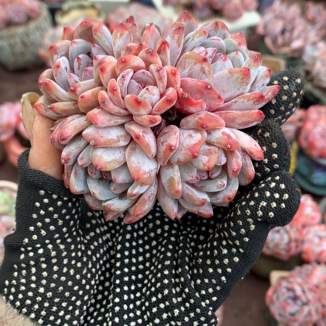 石榴籽冰玉哈哈哈哈哈哈哈哈