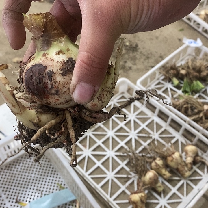 缤纷世界5-6以上朱顶红