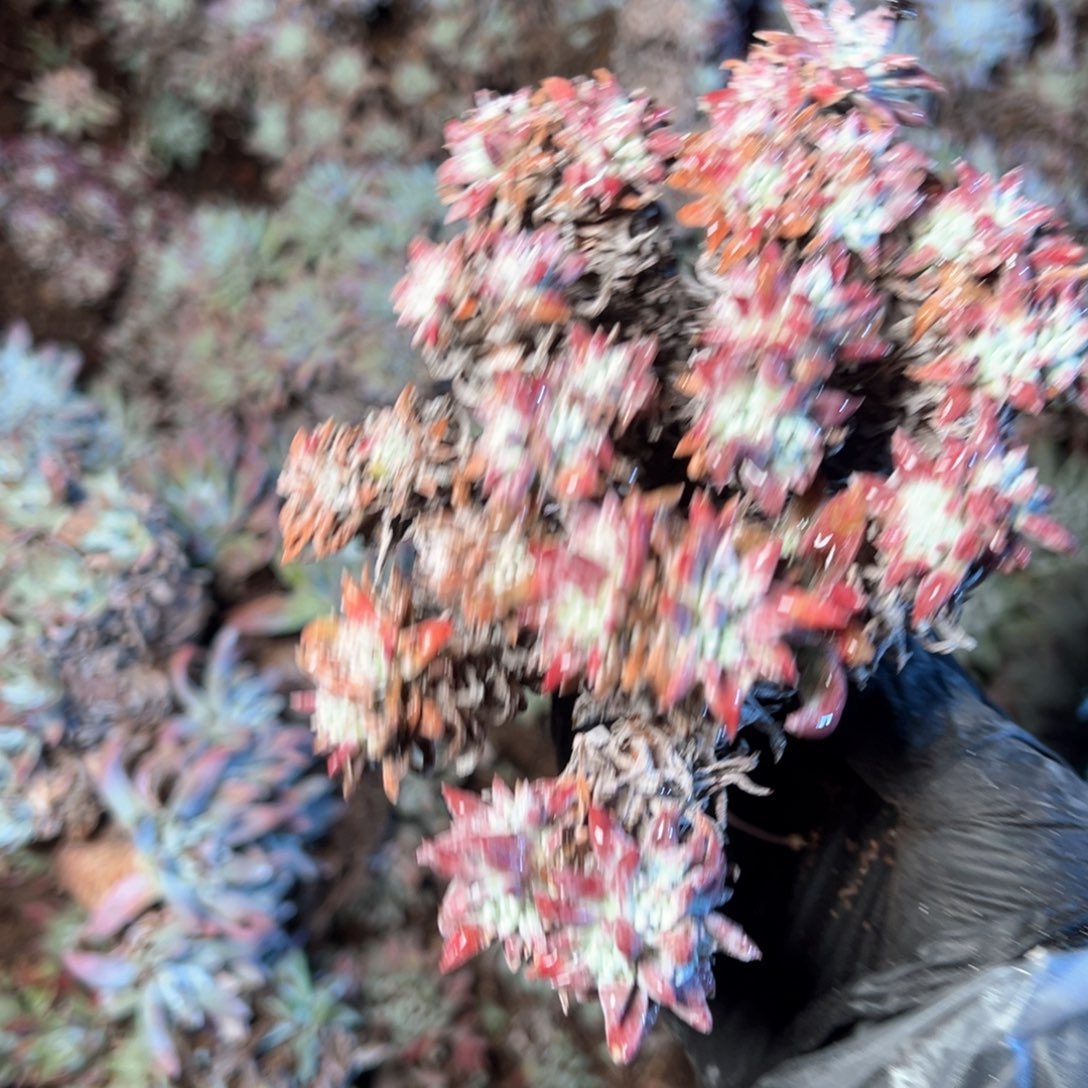 6618哈哈哈哈哈哈哈