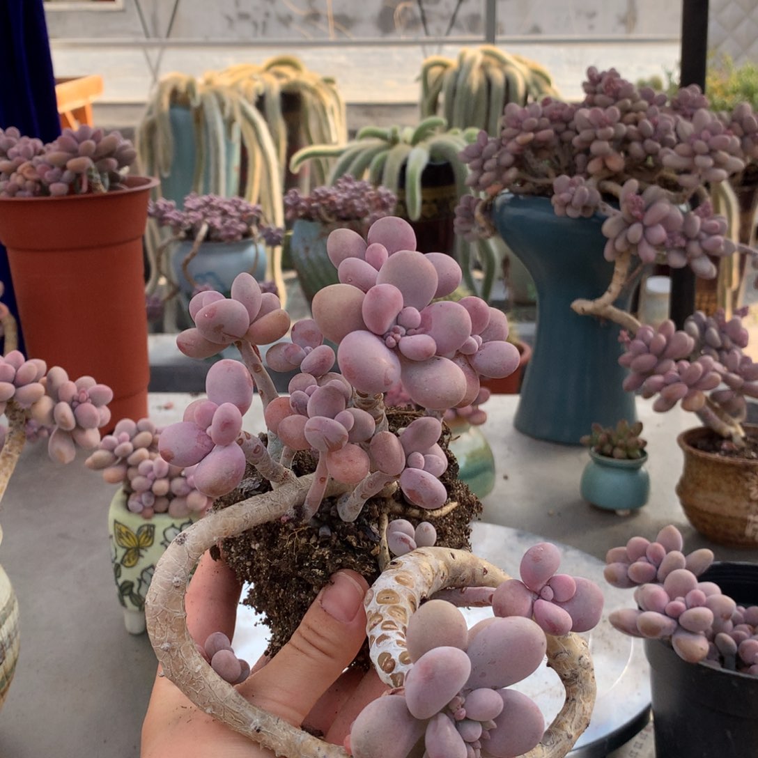 桃蛋老桩16号不带盆