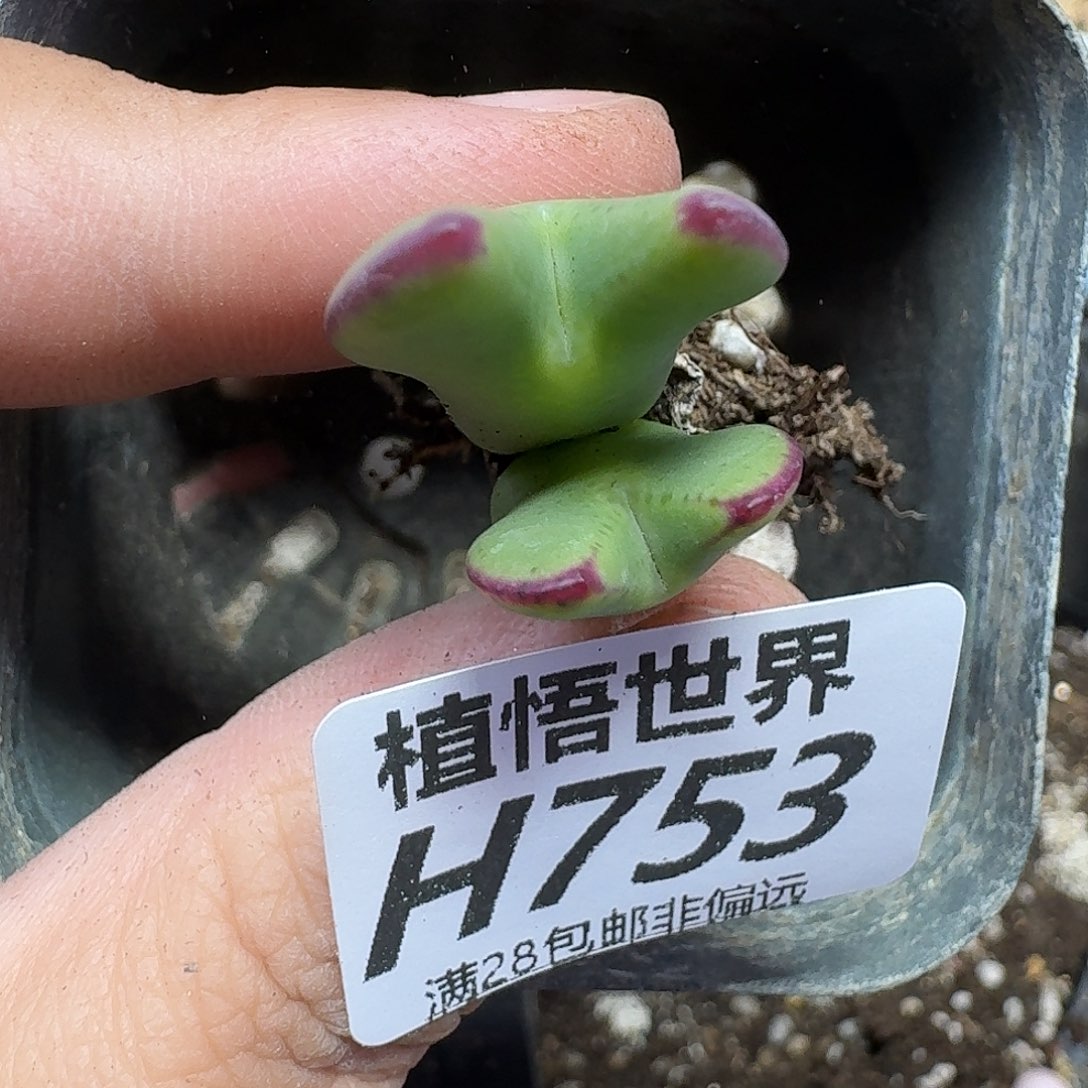 多肉植物的人生fhh