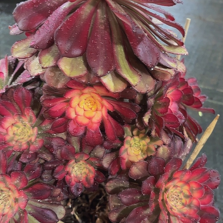 多肉植物福利923