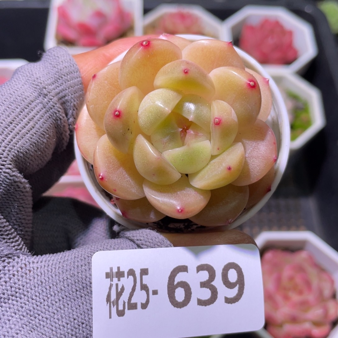 花利美25-639新品