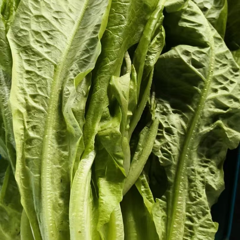 满30包邮|福利菜