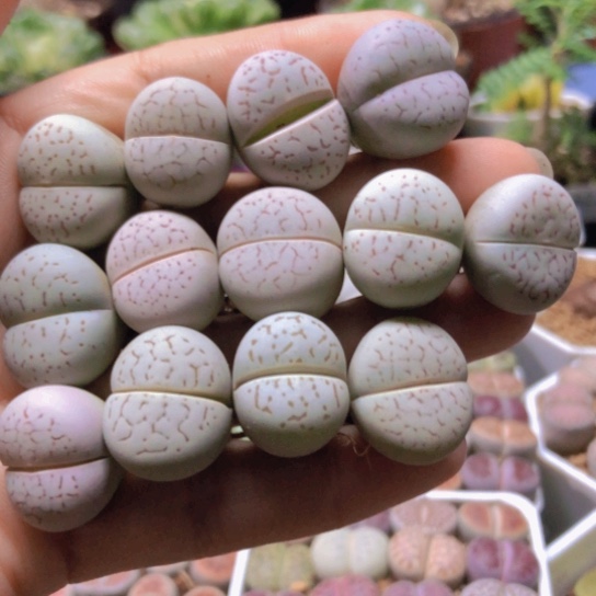 8207，1.8厘米左右连纹大白