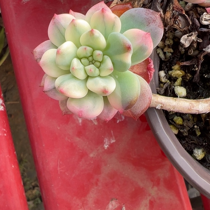 蓝苹果锦多肉植物1799砍头