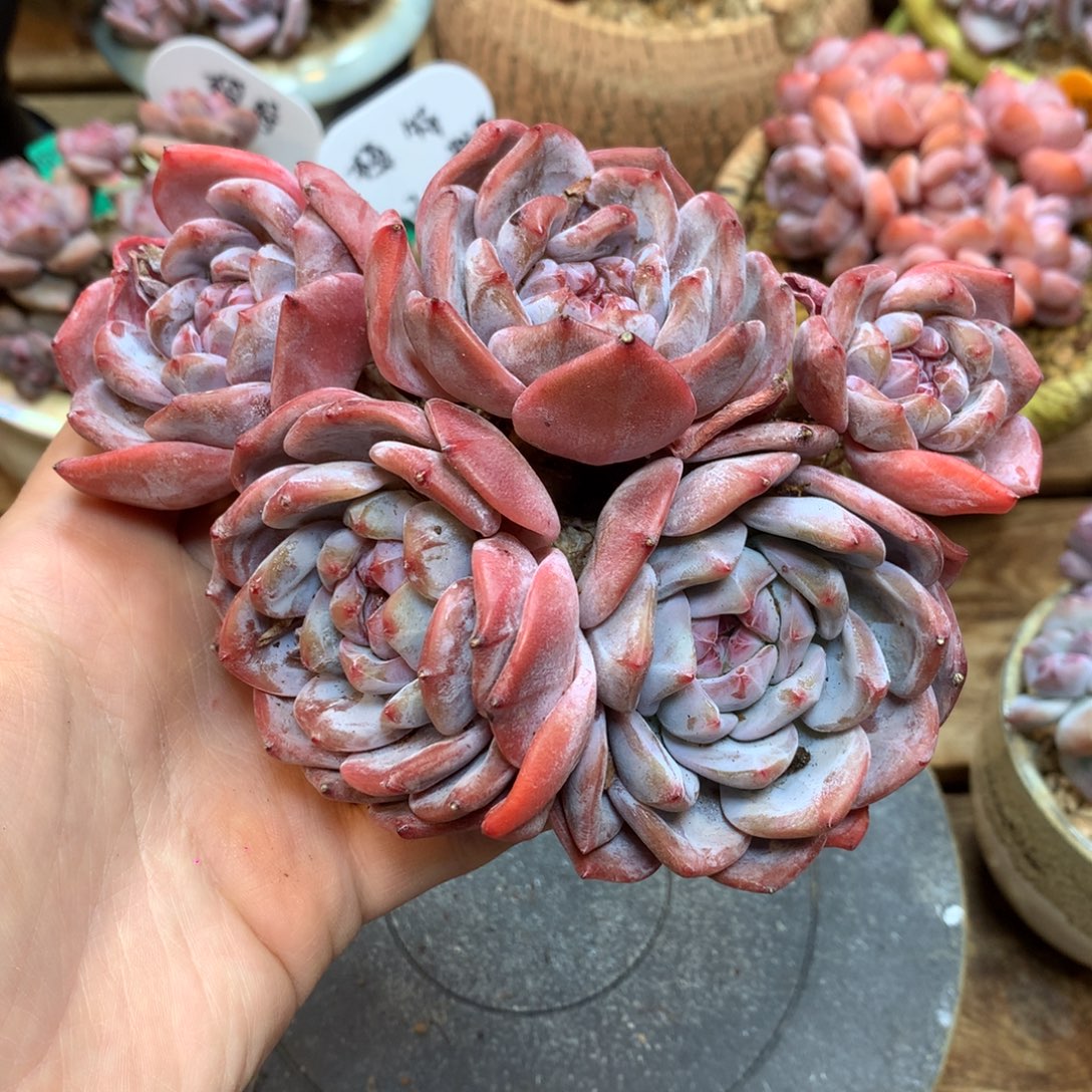 S0894 橙子老桩 无砍 开播福利