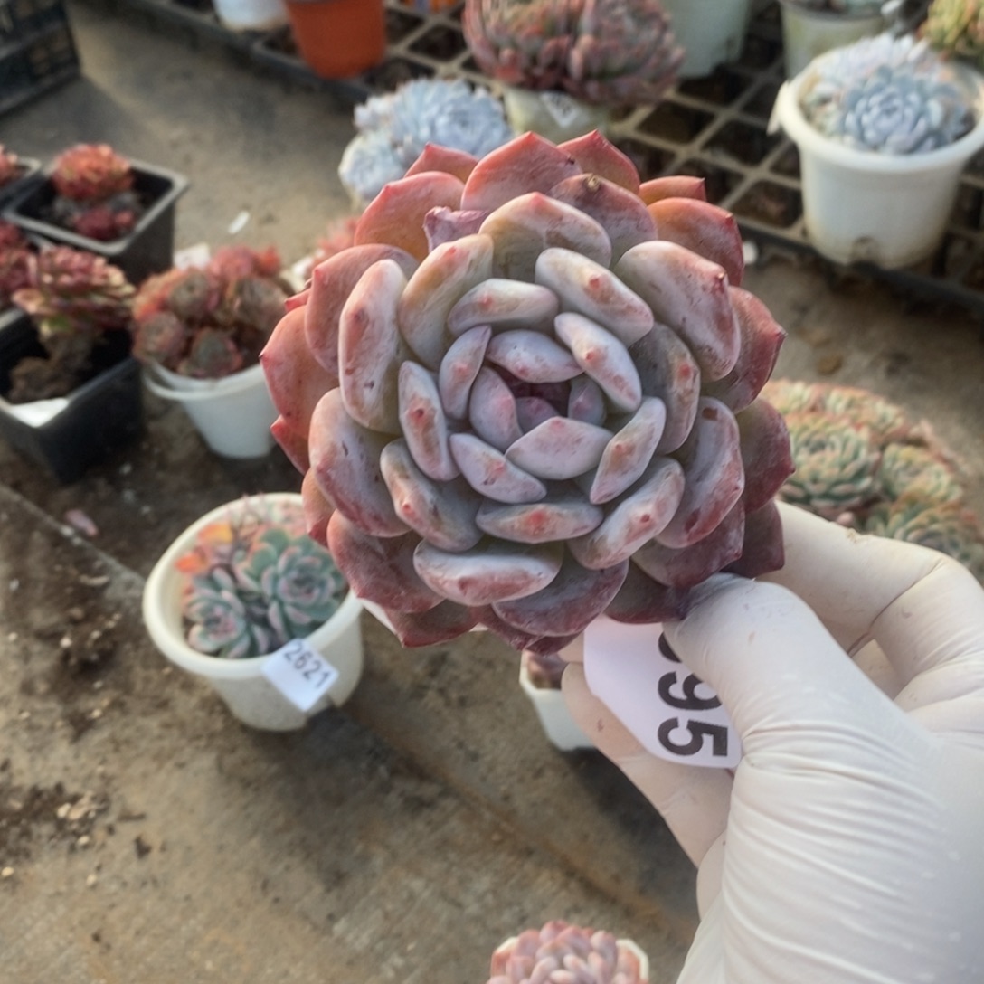 2695橙梦露一物一拍