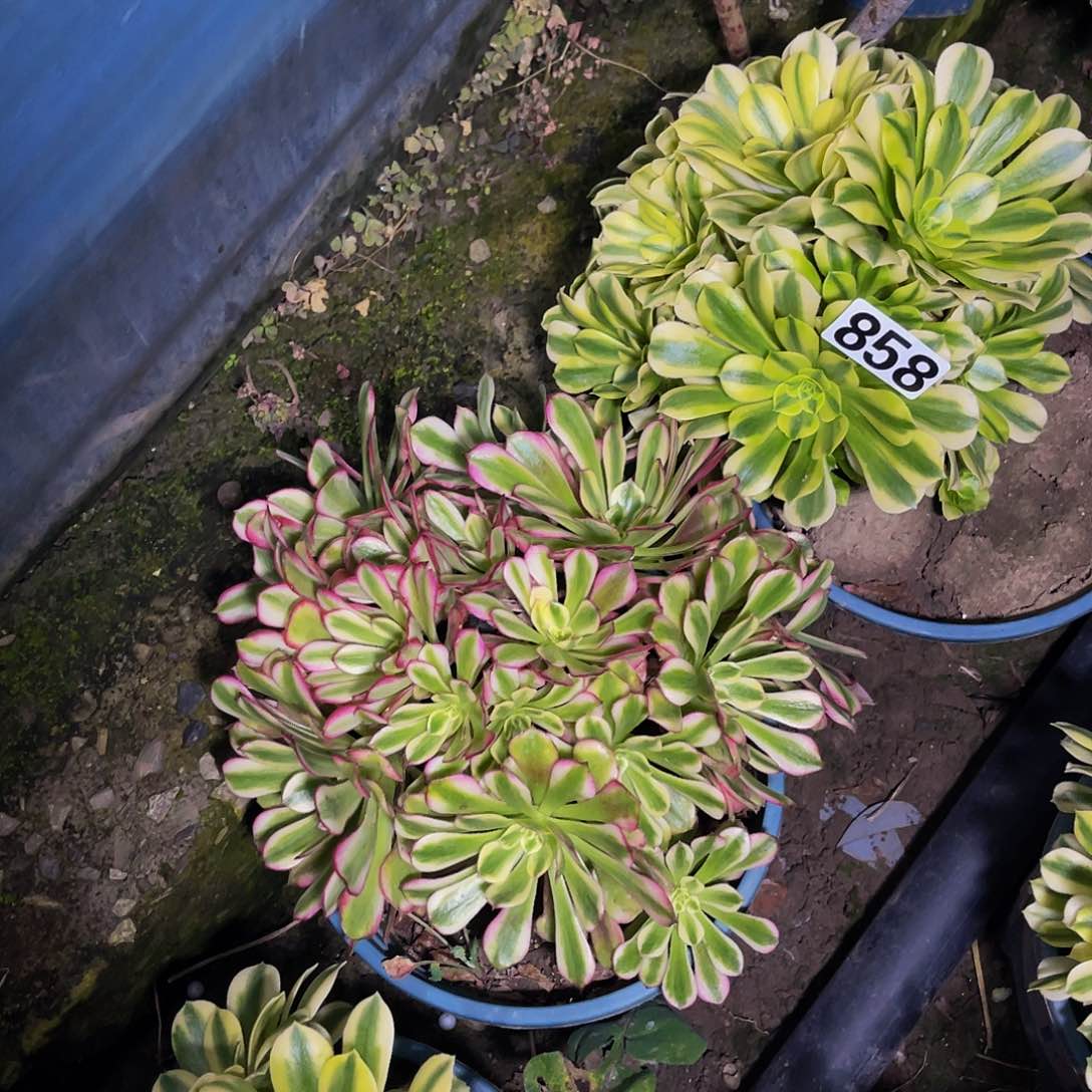 两盆法师13-38包邮法师