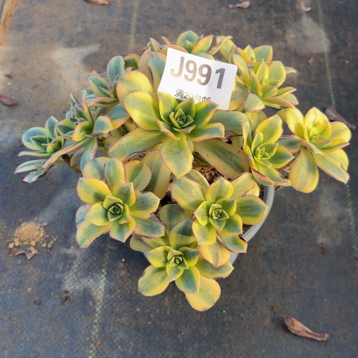 瑞妈多肉园艺991+