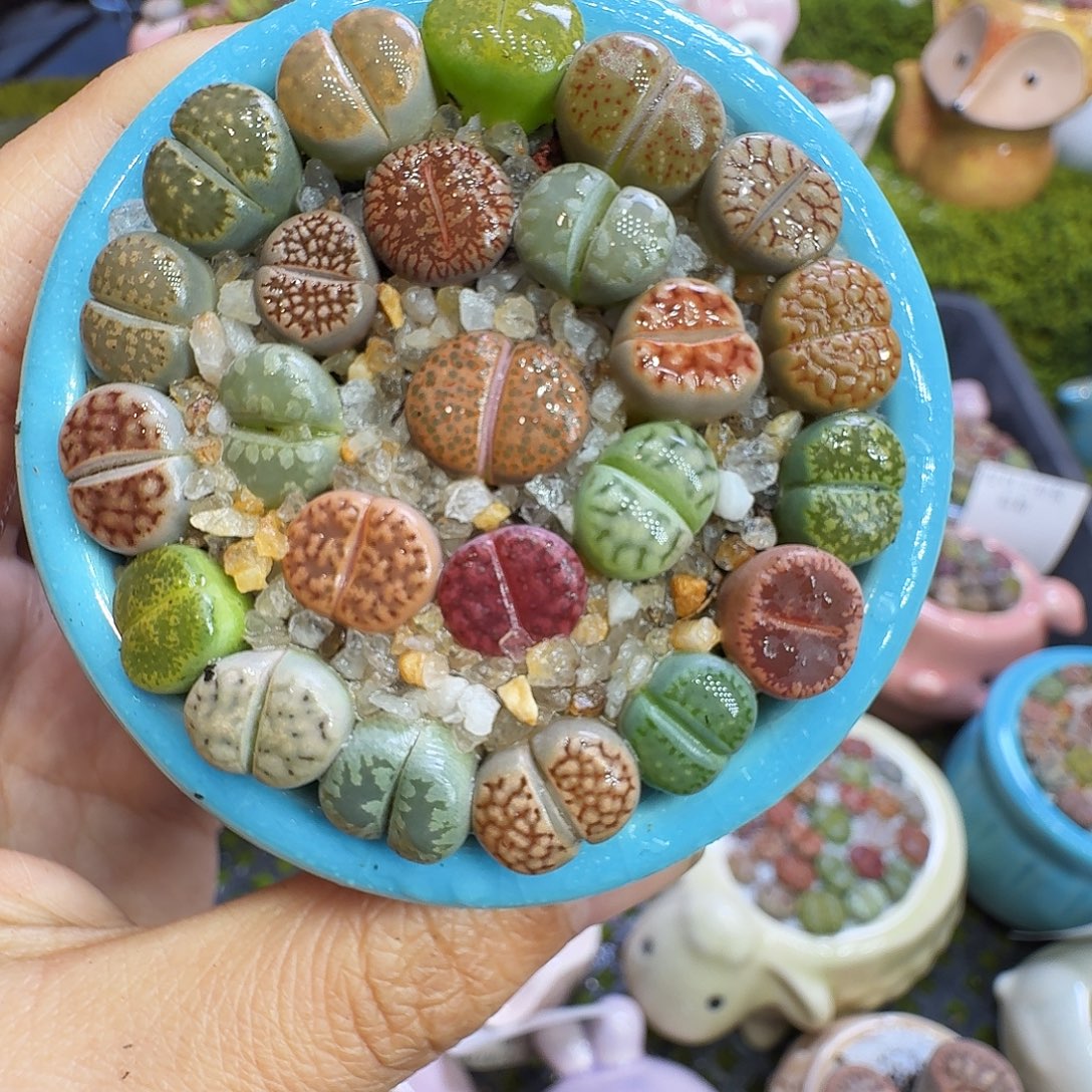 郑***延多肉植物福利冲1213