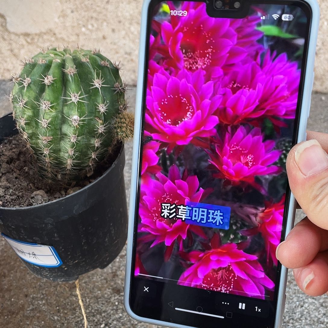 明珠自根球5公分以上满18包邮