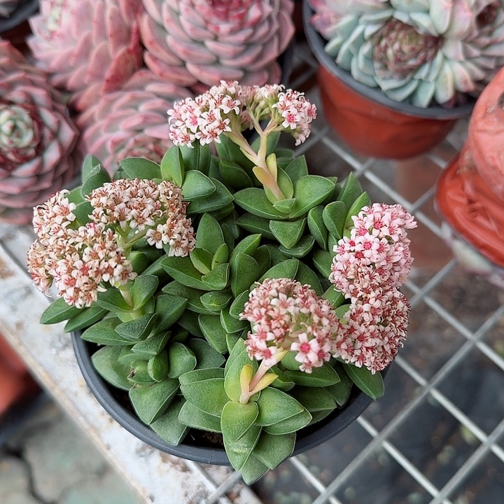 小夜衣多肉植物精品