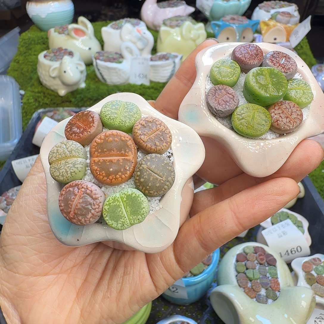 多肉植物福利冲595